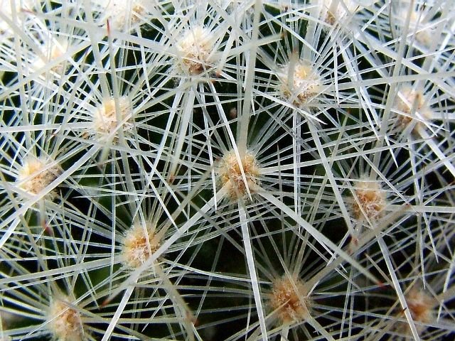 Escobaria_ laredoi_ 03